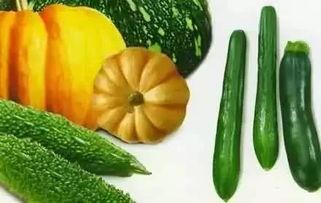 老扁瓜怎么吃,探索家常美味新境界